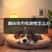 猫咪体内有异物怎么办？（图3）