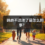 鹦鹉不活泼了是怎么回事？（图4）