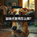 昆明犬高智商工作犬能力解析