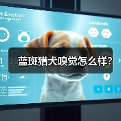 蓝斑猎犬嗅觉怎么样？（图2）
