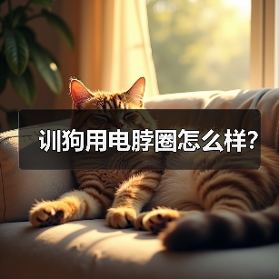 电脖圈训练狗狗的利弊分析及正向训练建议
