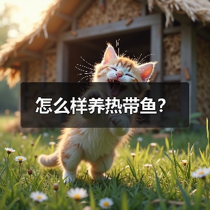 热带鱼饲养指南：水质管理与喂食技巧
