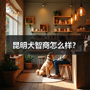 昆明犬智商怎么样？（图2）