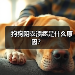 狗狗阴囊溃疡是什么原因？