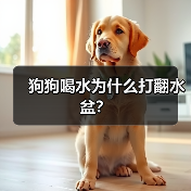 狗狗喝水为什么打翻水盆？（图4）