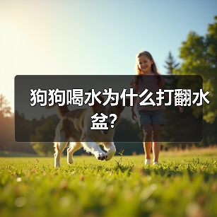 狗狗喝水为什么打翻水盆？