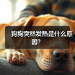 狗狗突然发热是什么原因？（图2）