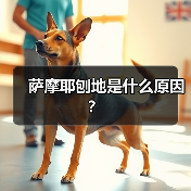萨摩耶刨地是什么原因？（图2）