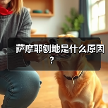 萨摩耶刨地是什么原因？（图4）