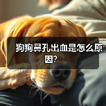 狗狗鼻孔出血是怎么原因？（图3）