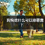 狗狗吃什么可以排恶露？（图4）