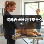 饲养吉娃娃要注意什么？（图2）