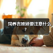 饲养吉娃娃要注意什么？（图3）