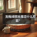 狗狗频繁放屁是什么原因？（图2）