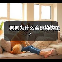 狗狗钩虫感染症状及预防驱虫方法