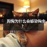 狗狗为什么会感染钩虫？（图4）