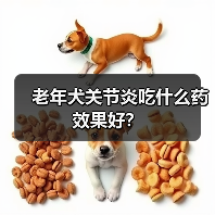 老年犬关节炎吃什么药效果好？（图3）