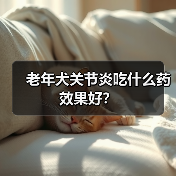 老年犬关节炎吃什么药效果好？（图2）