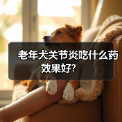 狗狗关节炎治疗方案：药物+热敷+体重管理