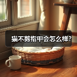 猫不剪指甲会怎么样？（图3）