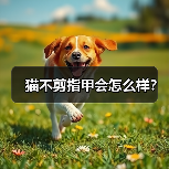 猫咪指甲修剪指南：定期修剪避免受伤与抓伤