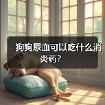 狗狗尿血可以吃什么消炎药？（图2）