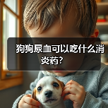 狗狗尿血可以吃什么消炎药？（图4）