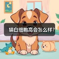 猫白细胞偏高原因及应对方法