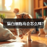 猫白细胞高会怎么样？（图3）