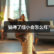 猫得了细小会怎么样？（图4）