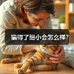 猫细小病毒症状及防治关键措施