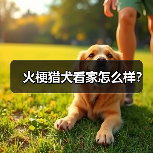 火梗猎犬看家怎么样？（图3）