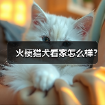火梗猎犬看家怎么样？（图4）