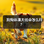 狗狗体温太低会怎么样？（图1）