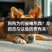 狗狗为何爱啃东西？原因竟与这些因素有关！（图4）
