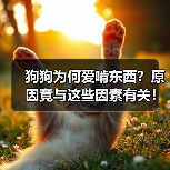 狗狗为何爱啃东西？原因竟与这些因素有关！（图3）