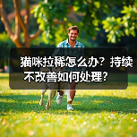 猫咪拉稀怎么办？持续不改善如何处理？（图3）