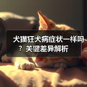犬猫狂犬病症状一样吗？关键差异解析（图4）