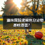 猫咪屁股流褐色分泌物是啥原因？（图2）