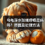 乌龟浮水张嘴呼吸是病吗？原因及处理方法（图2）