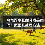 乌龟浮水张嘴呼吸是病吗？原因及处理方法（图3）