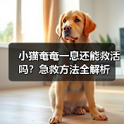 小猫奄奄一息还能救活吗？急救方法全解析（图4）