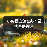 小狗便血怎么办？及时就医是关键（图2）