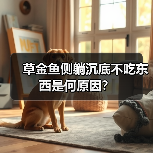 草金鱼侧躺沉底不吃东西是何原因？（图3）