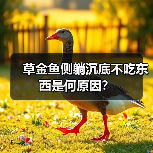 草金鱼侧躺沉底不吃东西是何原因？（图4）