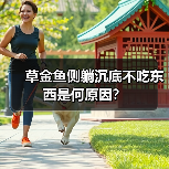 草金鱼侧躺沉底不吃东西是何原因？（图1）