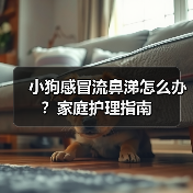 小狗感冒流鼻涕怎么办？家庭护理指南（图2）