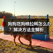 狗狗吃狗粮拉稀怎么办？解决方法全解析（图2）