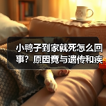 小鸭子到家就死怎么回事？原因竟与遗传和疾病有关（图1）