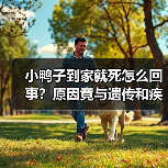小鸭子到家就死怎么回事？原因竟与遗传和疾病有关（图4）